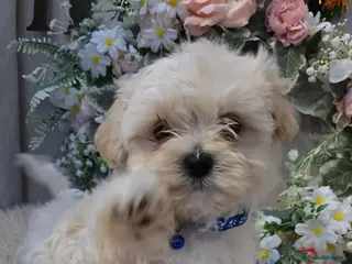 Maltipoo dogs Extra small Korean Toy Maltipoo baby's - Advert 1