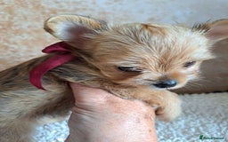 Chorkie dogs for sale: Chorkie boy for sale - Image 3