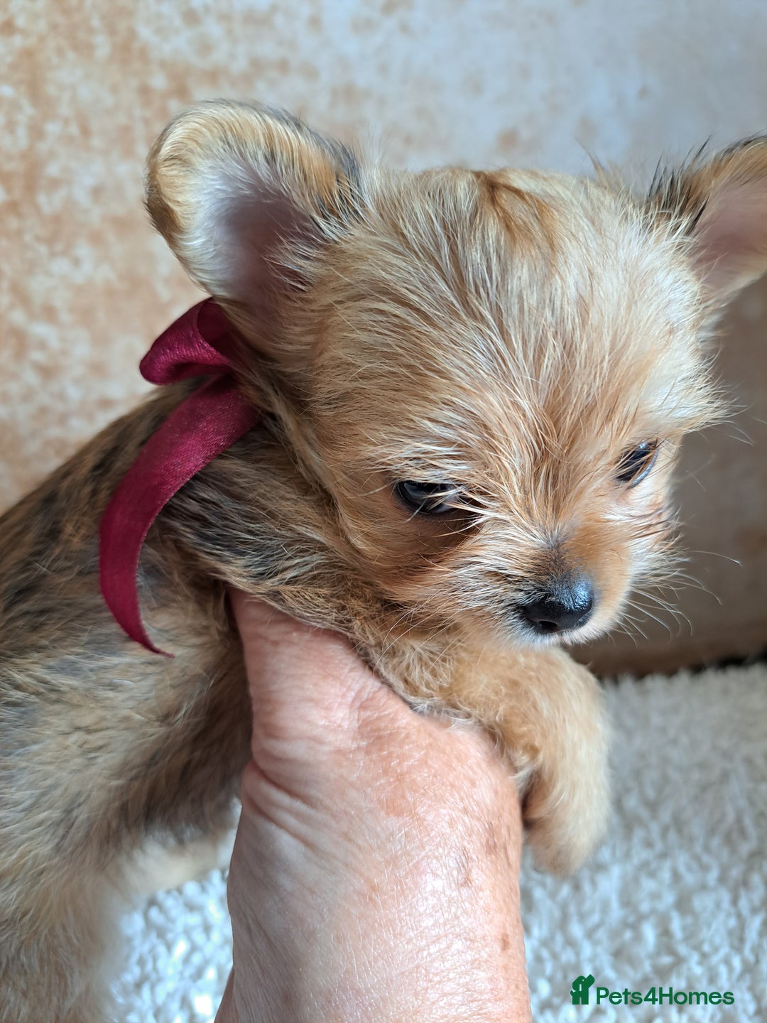 Chorkie dogs for sale: Chorkie boy for sale - Image 3