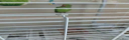 Ringnecks birds for sale: Young Indian Ringneck parakeet with cage  - Advert 7
