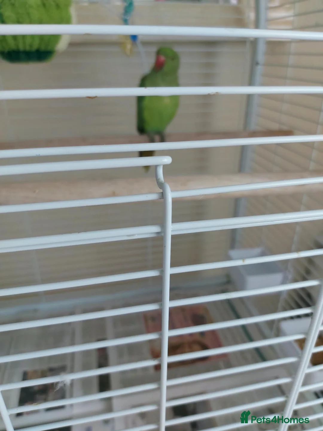 Ringnecks birds for sale: Young Indian Ringneck parakeet with cage  - Advert 7