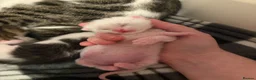 Bengal cats for sale: Mixed bengal x rare all white blue eyed .   in Bushey - Advert 24