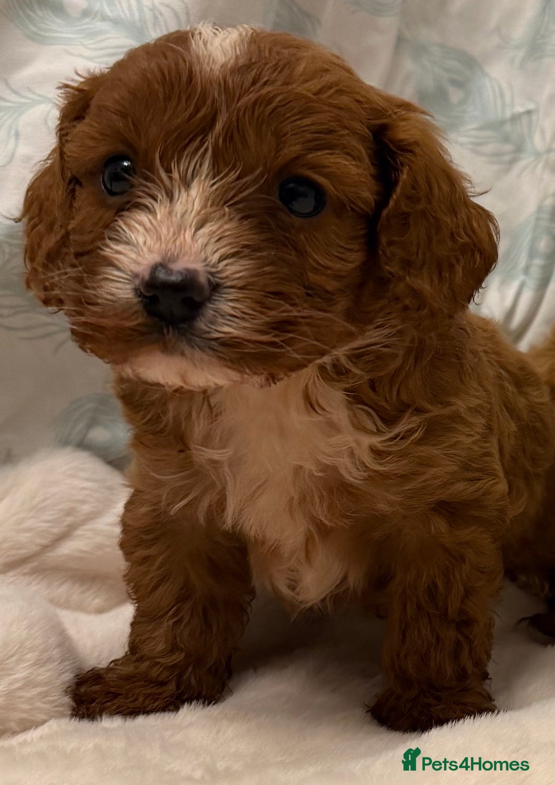 Cavapoo dogs for sale: F1 cavapoo puppies fully health tested - Advert 16