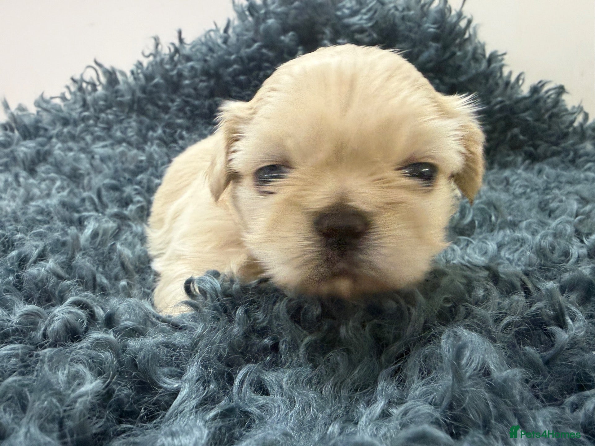 Shih Tzu dogs Stunning shihtzus  - Advert 6
