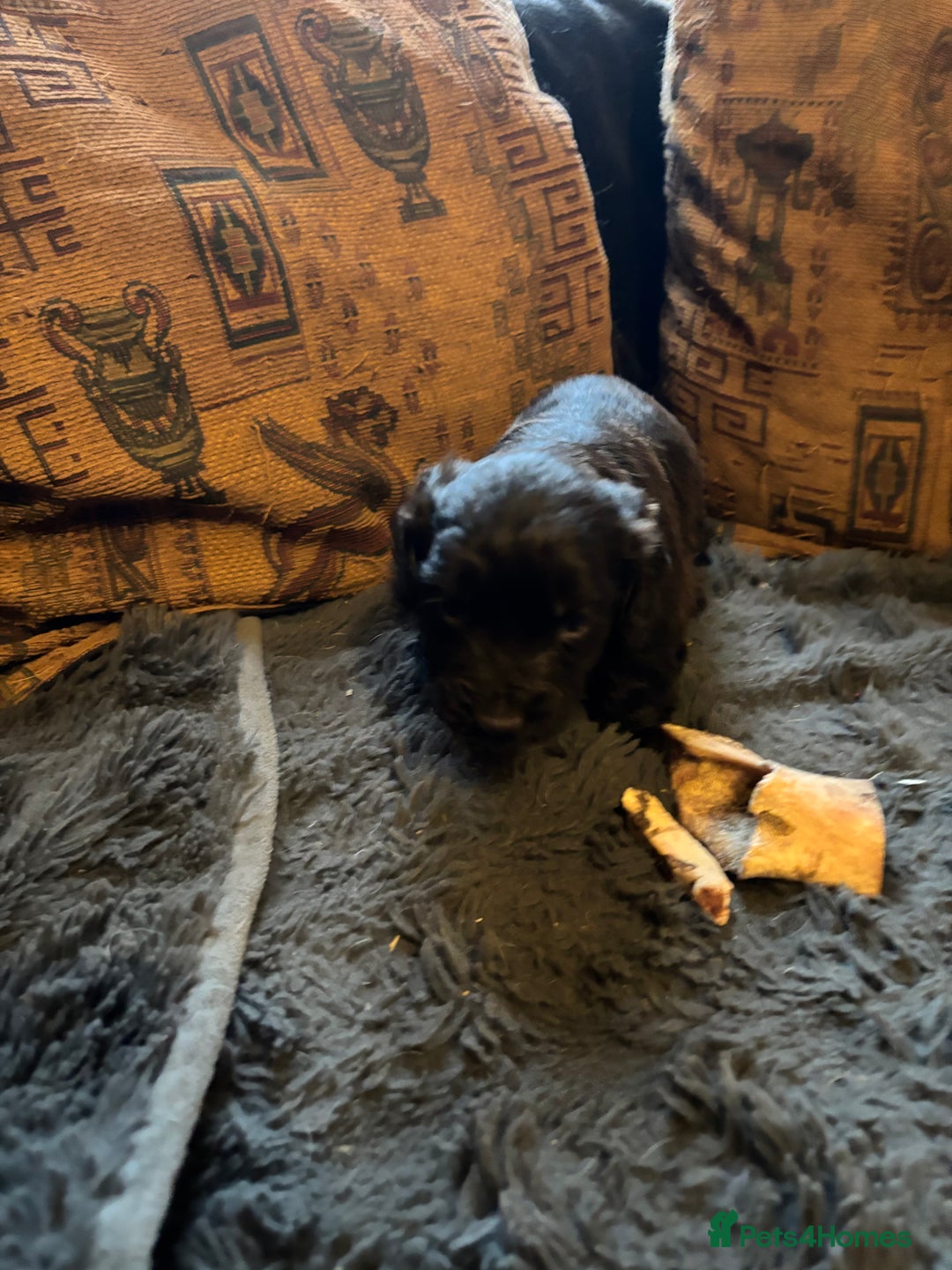 Cocker Spaniel dogs for sale: Cocker spaniel puppy - Advert 8