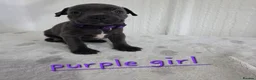Staffordshire Bull Terrier dogs for sale: Beautiful Blue Staffies ❤️🙌 - Advert 9