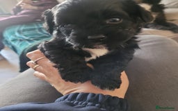Mixed Breed dogs for sale: Shih - poo pups  - Image 3