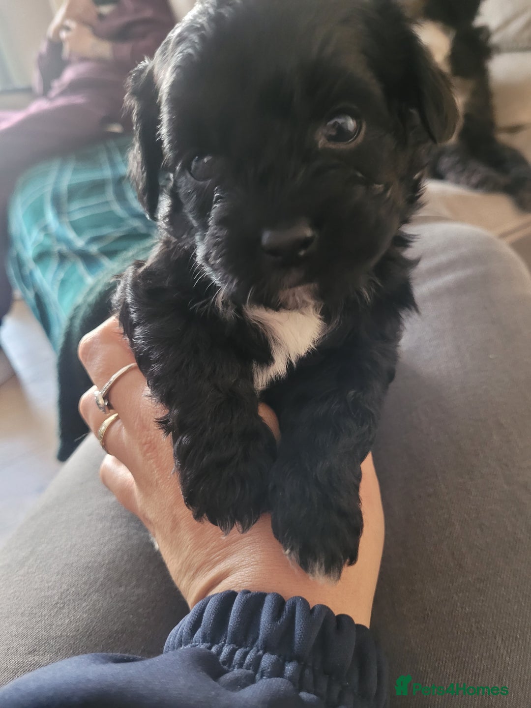 Mixed Breed dogs for sale: Shih - poo pups  - Image 3