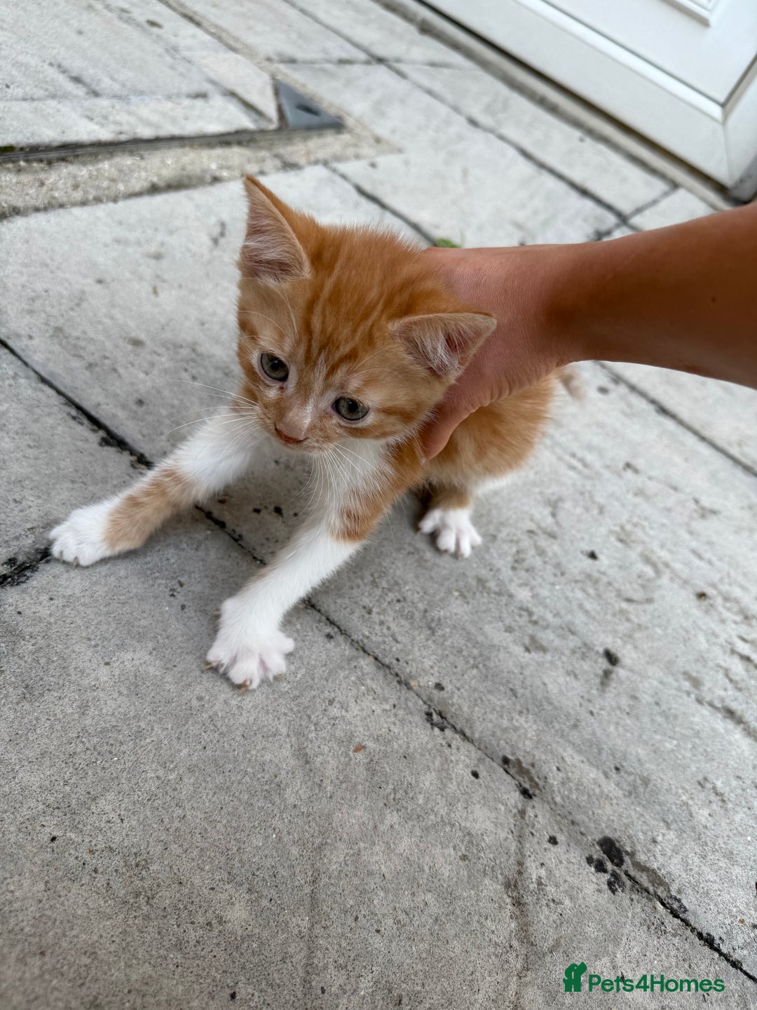 Mixed Breed cats for sale: loved and cared for kittens looking for new home🥹 - Image 1