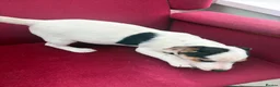 Jack Russell dogs for sale: Jack Russell puppies in Lampeter - Advert 2
