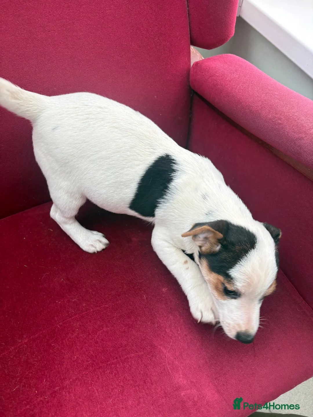 Jack Russell dogs for sale: Jack Russell puppies in Lampeter - Advert 2
