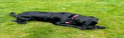 Cocker Spaniel dogs for sale: Loving home wanted for 8 month male cocker spaniel - Advert 4
