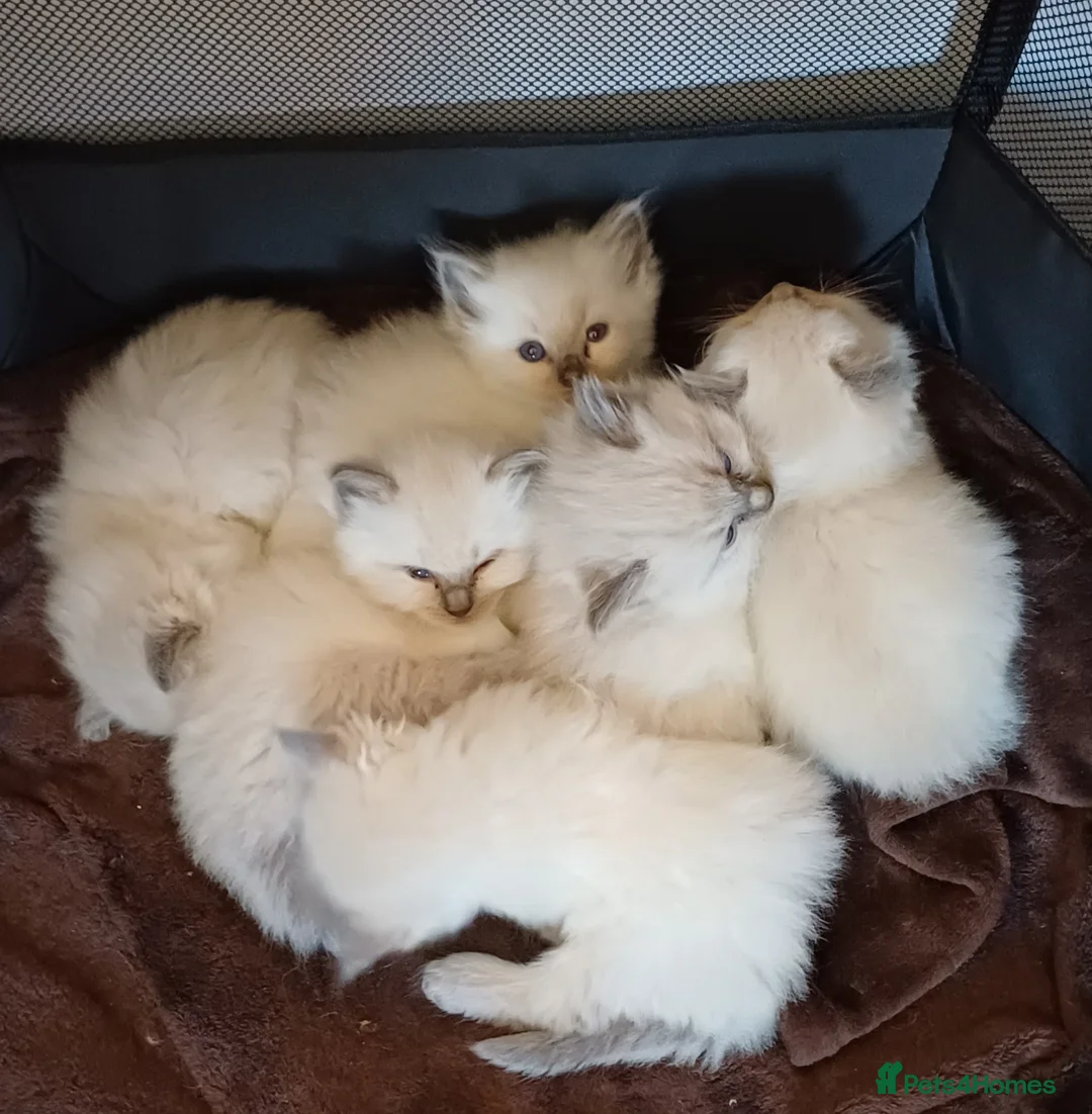 Ragdoll cats for sale: 6 gorgeous ragdoll kittens  in Blackburn - Advert 2
