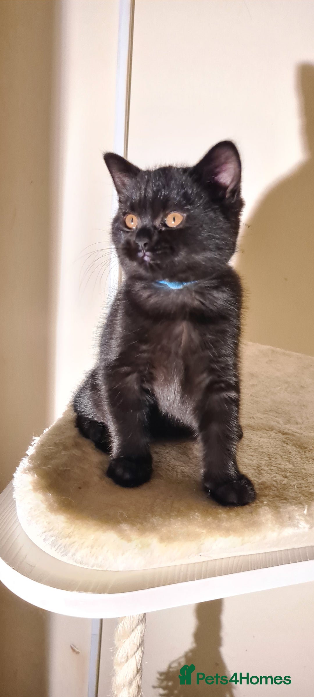 British Shorthair cats for sale: British shorthair black and blue kittens - Advert 18
