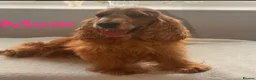 Cocker Spaniel dogs for sale: Beautiful chunky true to type showtype spaniels🐶 - Advert 7