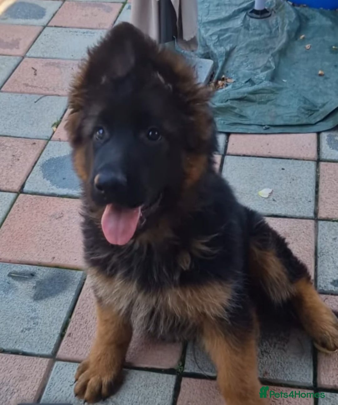 German Shepherd dogs for sale: TOP QUALITY LINES GSD PUPS AVAILABLE NOW - Image 7