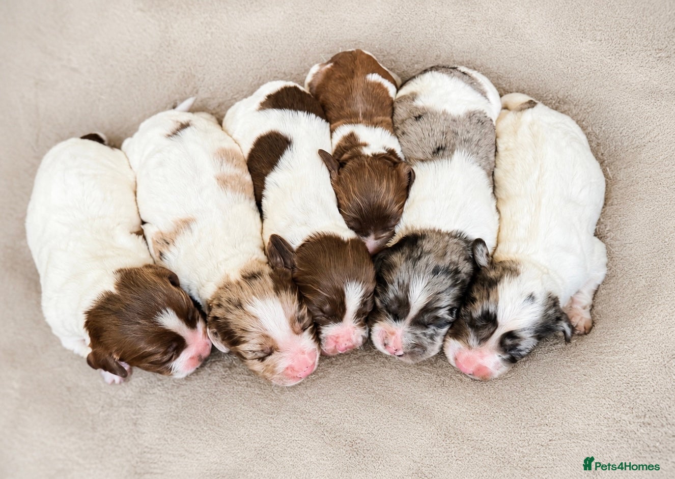 Cocker Spaniel dogs Merle and chocolate spaniel puppies  - Advert 1