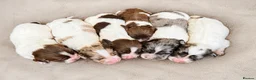 Cocker Spaniel dogs for sale: Merle and chocolate spaniel puppies  - Advert 1