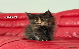 Maine Coon cats for sale: 2 GIRLS LEFT Purebred Maine Coon Kittens Blackburn - Image 16