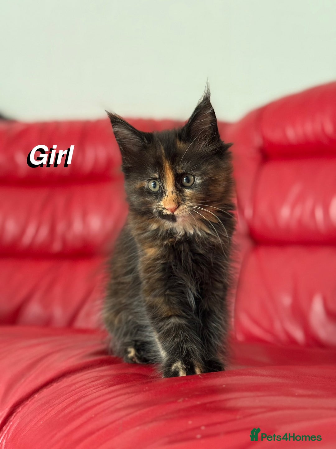 Maine Coon cats for sale: 2 GIRLS LEFT Purebred Maine Coon Kittens Blackburn - Image 16