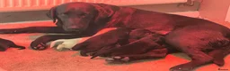 Labrador Retriever dogs for sale: Labrador puppies  - Advert 1