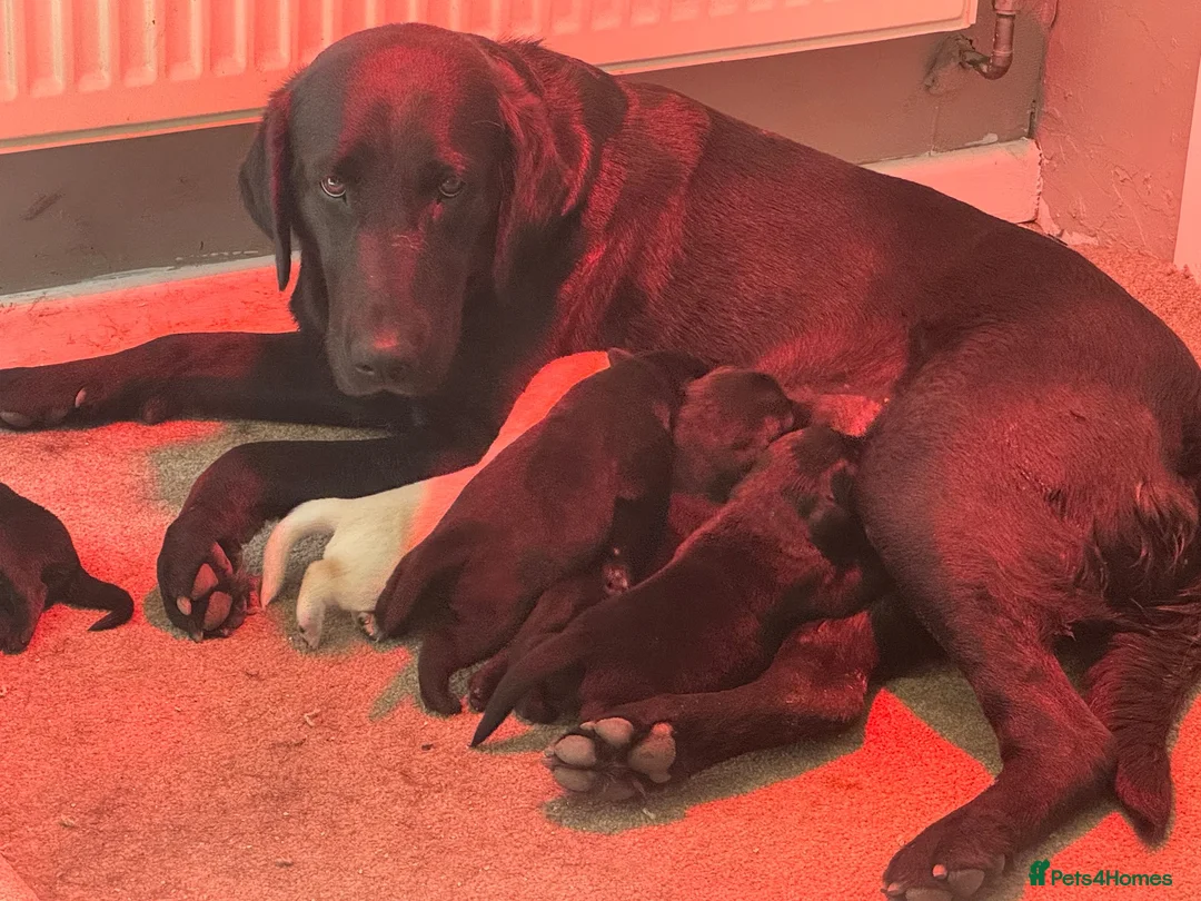 Labrador Retriever dogs for sale: Labrador puppies  - Advert 1