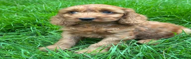 Cockapoo 2