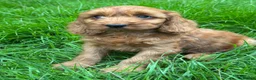 Cockapoo dogs for sale: FLUFFY F1 COCKAPOO PUPPIES HEALTH TESTED PARENTS - Advert 17