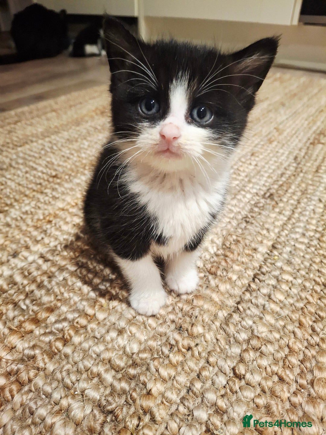 Mixed Breed cats for sale: READY FOR XMAS 🎄🖤🤍 - Advert 4