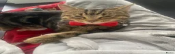 Mixed Breed cats for sale: 10 month old for adoption in Sheerness - Advert 2