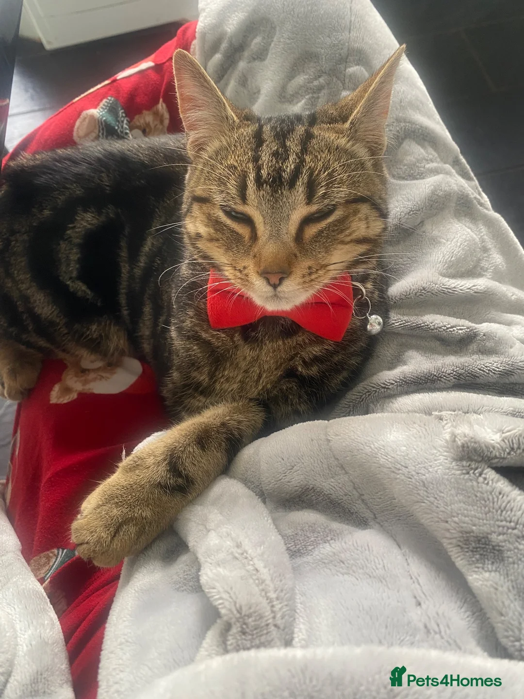Mixed Breed cats for sale: 10 month old for adoption in Sheerness - Advert 2