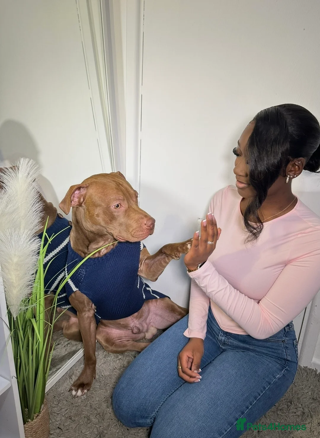 Mixed Breed dogs for sale: STAFFORDSHIRE X AMERICAN BULLY DOG 3YO URGENT - Advert 6