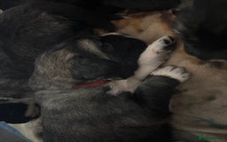 Caucasian Shepherd Dog dogs for sale: Caucasian Shepherds  - Advert 3