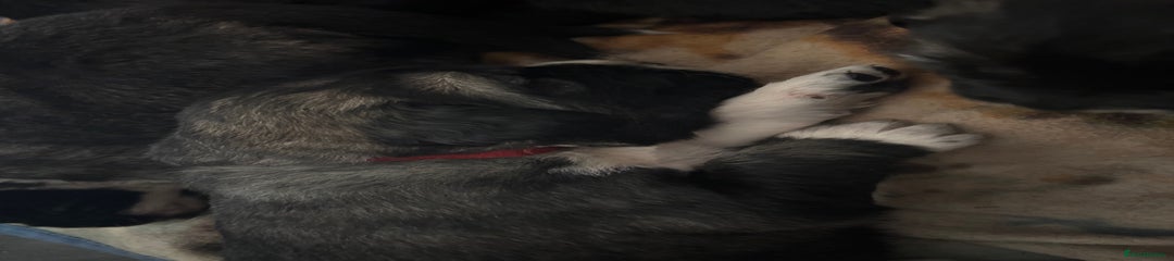 Caucasian Shepherd Dog Puppy RED