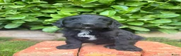Australian Labradoodle dogs for sale: Australian labradoodles  in Leicester - Advert 28