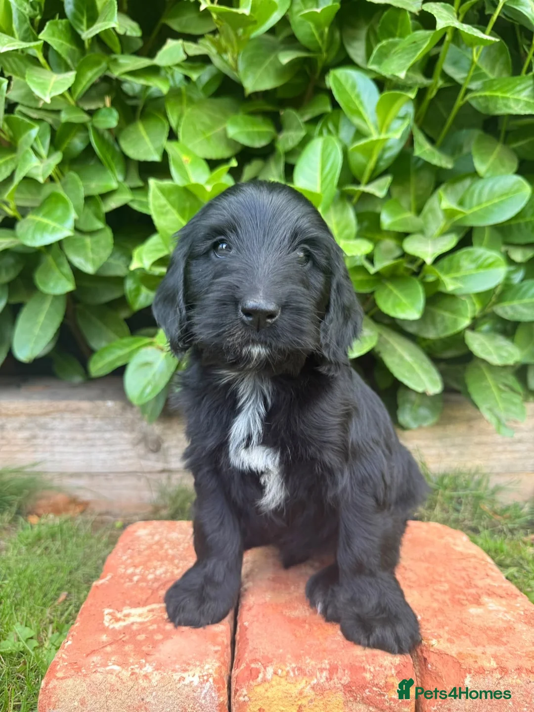 Australian Labradoodle dogs for sale: Australian labradoodles  in Leicester - Advert 28