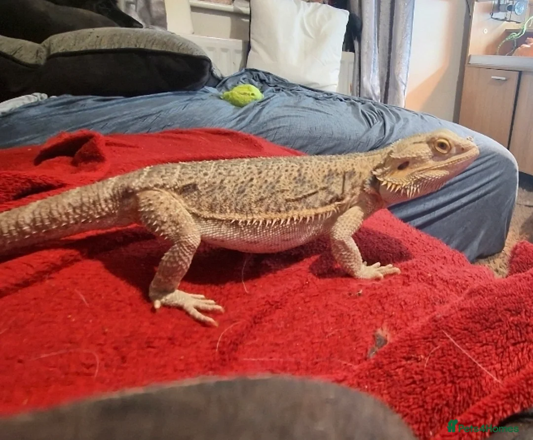 Bearded Dragon reptiles for sale: 5 year old lovely female Bearded Dragon + housing - Advert 12