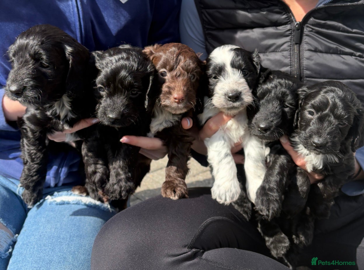 Cockapoo dogs F1 Cockapoo puppies  - Advert 6