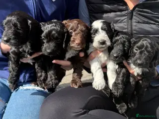 Cockapoo dogs F1 Cockapoo puppies - Advert 6