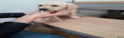Goldador dogs for sale: Chunky lab x golden retriever puppies - Advert 12