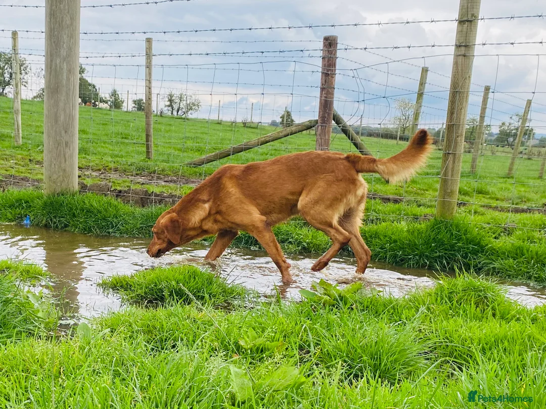 Labrador Retriever dogs for stud: Health clear,hip scored,KC Red Labrador for stud in Darlington - Advert 15