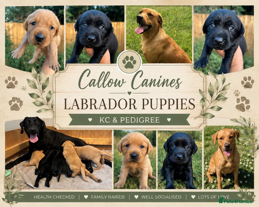 Labrador Retriever dogs for sale: KC Pedigree Labradors for sale  - Advert 1