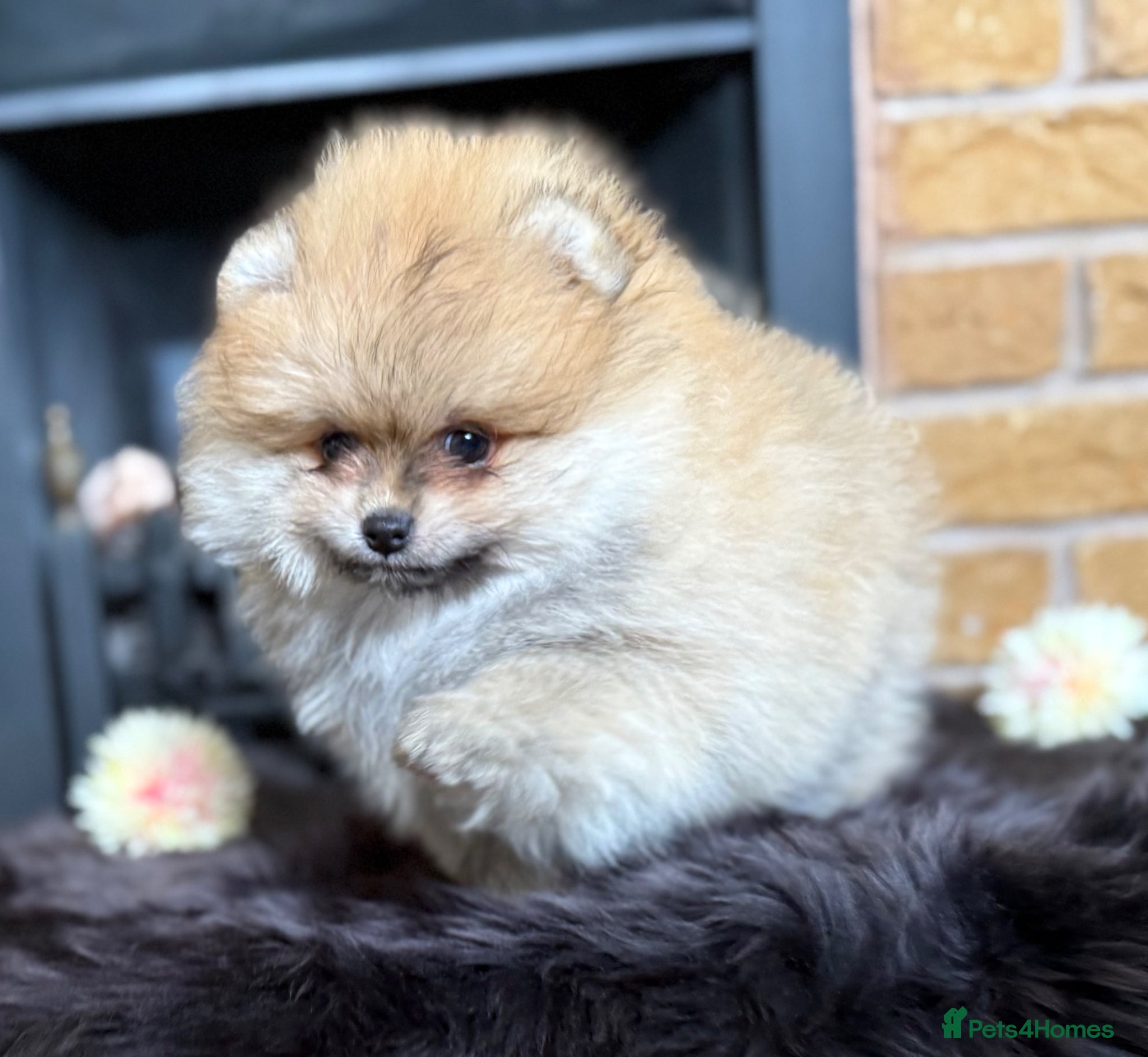 Pomeranian dogs ✨ Rare colour/Thick coat Teddy Bear Pom Puppies ✨ - Advert 3
