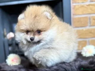Pomeranian dogs ✨ Rare colour/Thick coat Teddy Bear Pom Puppies ✨ - Advert 1