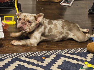 French Bulldog dogs - Advert 7