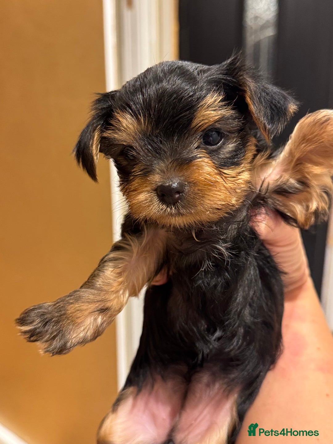 Yorkshire Terrier dogs for sale: Yorkshire terrier girl - Image 10
