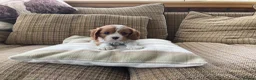 Cavalier King Charles Spaniel dogs for sale: Super KC blenheim pups from health tested parents - Advert 3