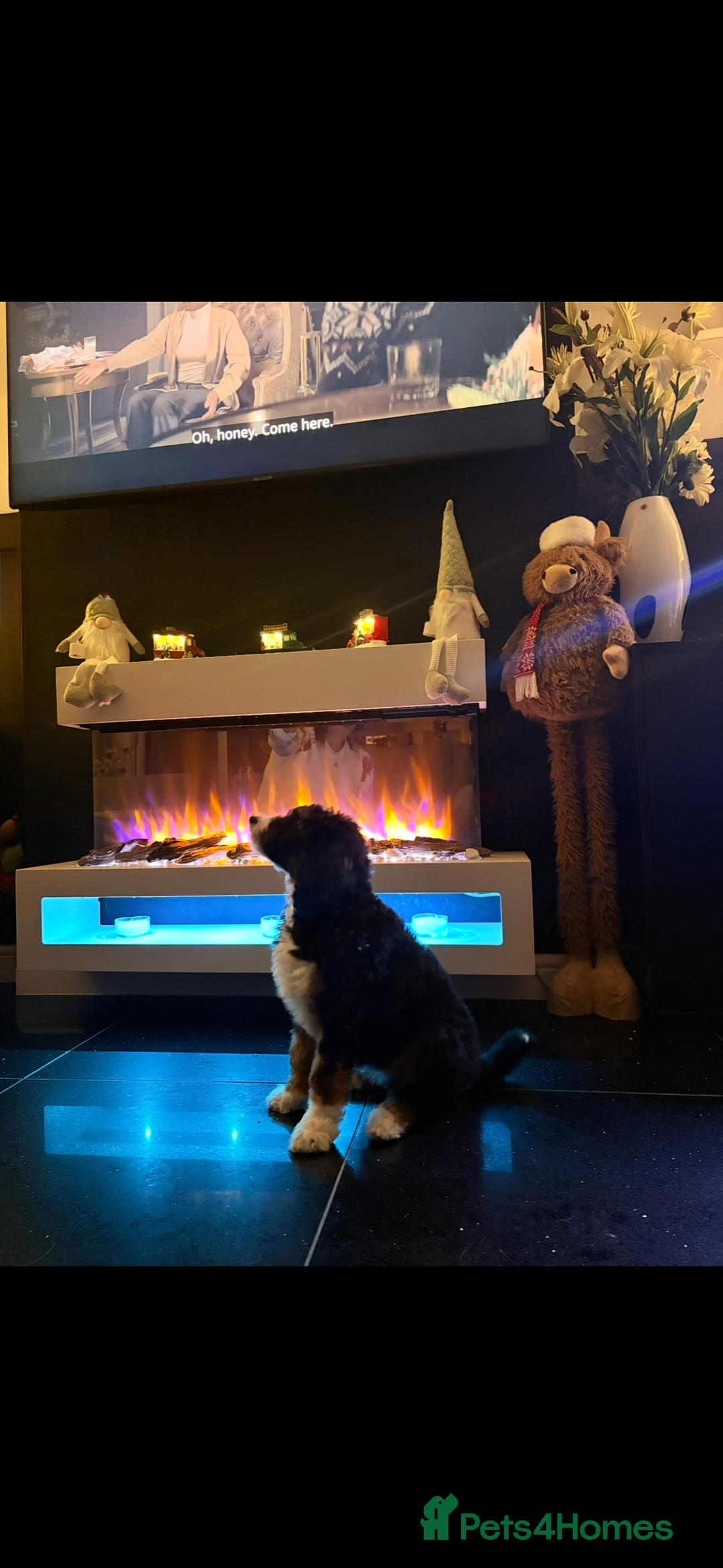 Bernedoodle dogs for sale: Gorgeous tri coloured Mini Bernedoodle female   - Advert 1