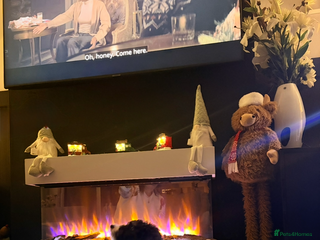 Bernedoodle dogs Gorgeous tri coloured Mini Bernedoodle female - Advert 1