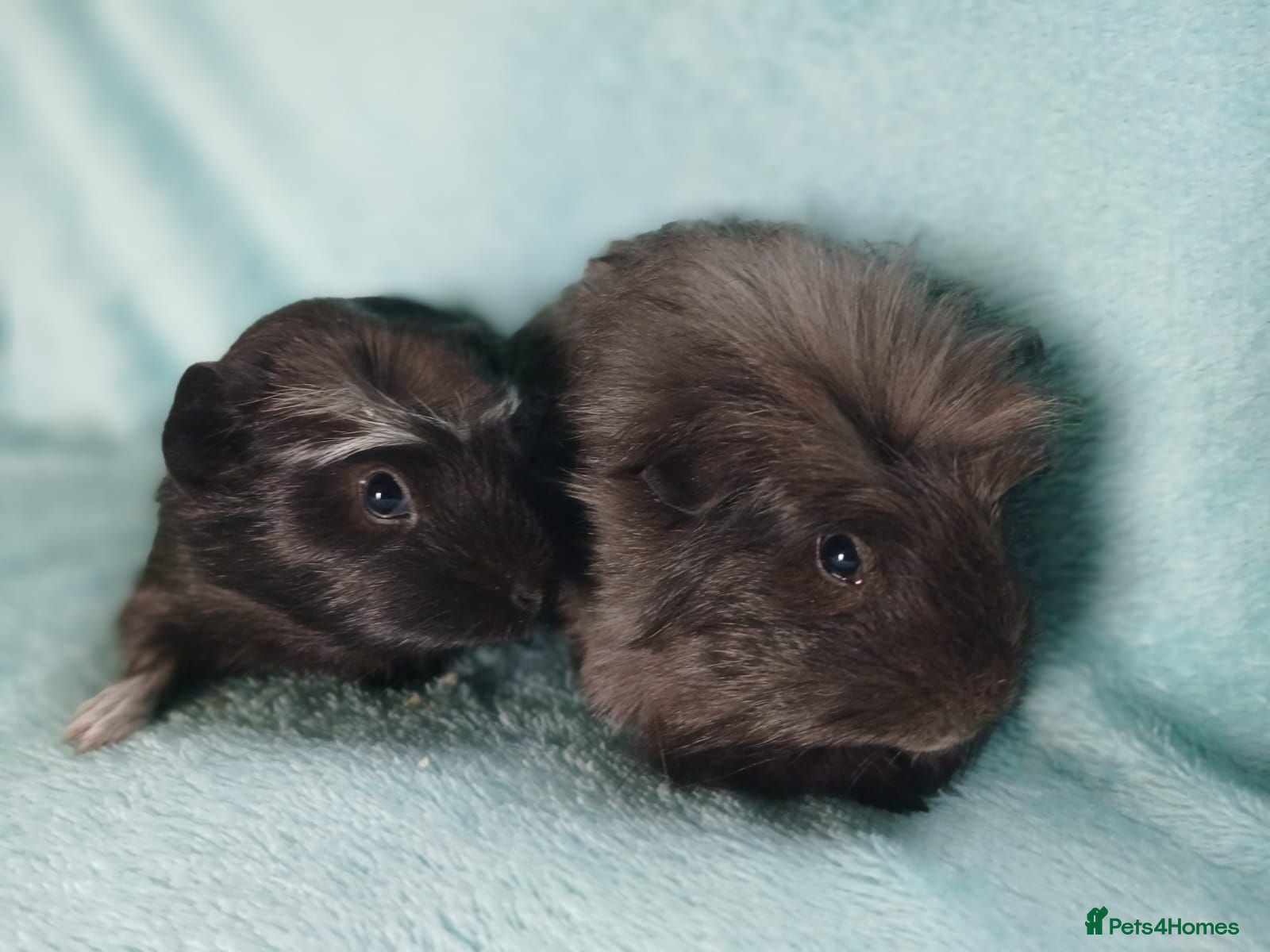 Guinea Pig rodents Beautiful pair of  boys guinea pig aka boar ready  - Advert 2